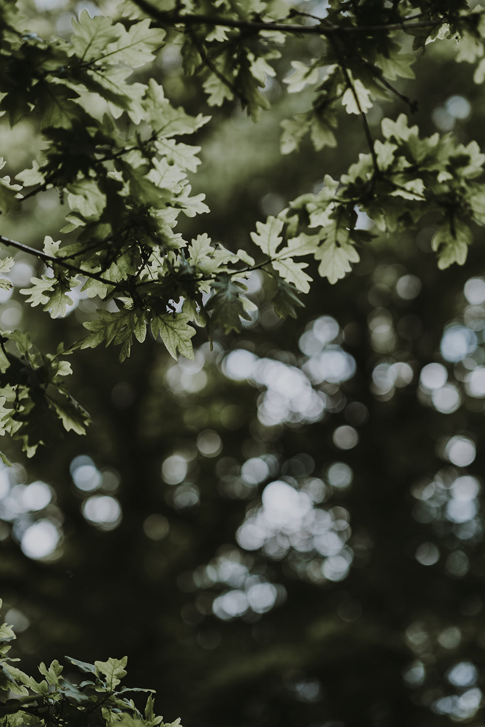 About Our Fragrances
